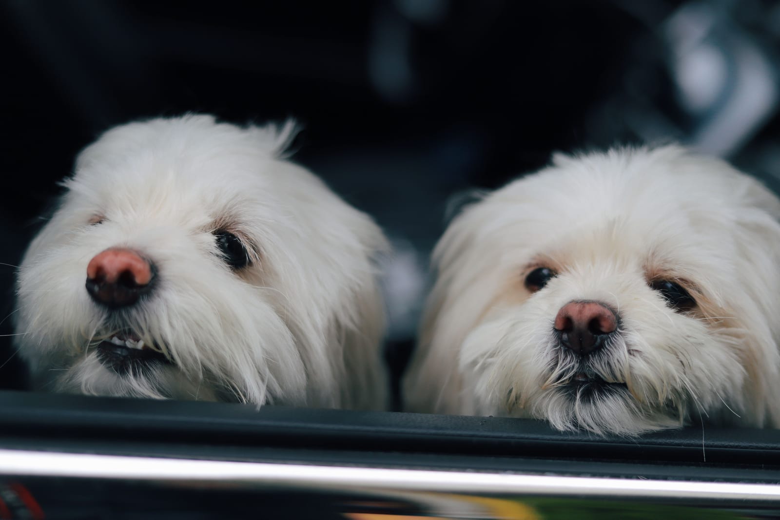 Best Dog Crate 2026 — Practical Picks, Not Hype