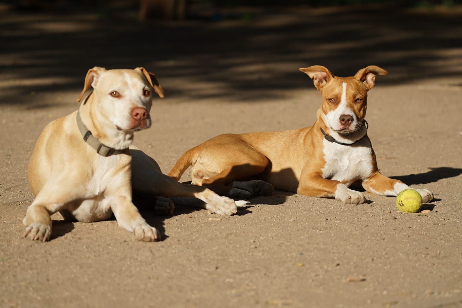 Best Dog Products — Honest, Practical Picks