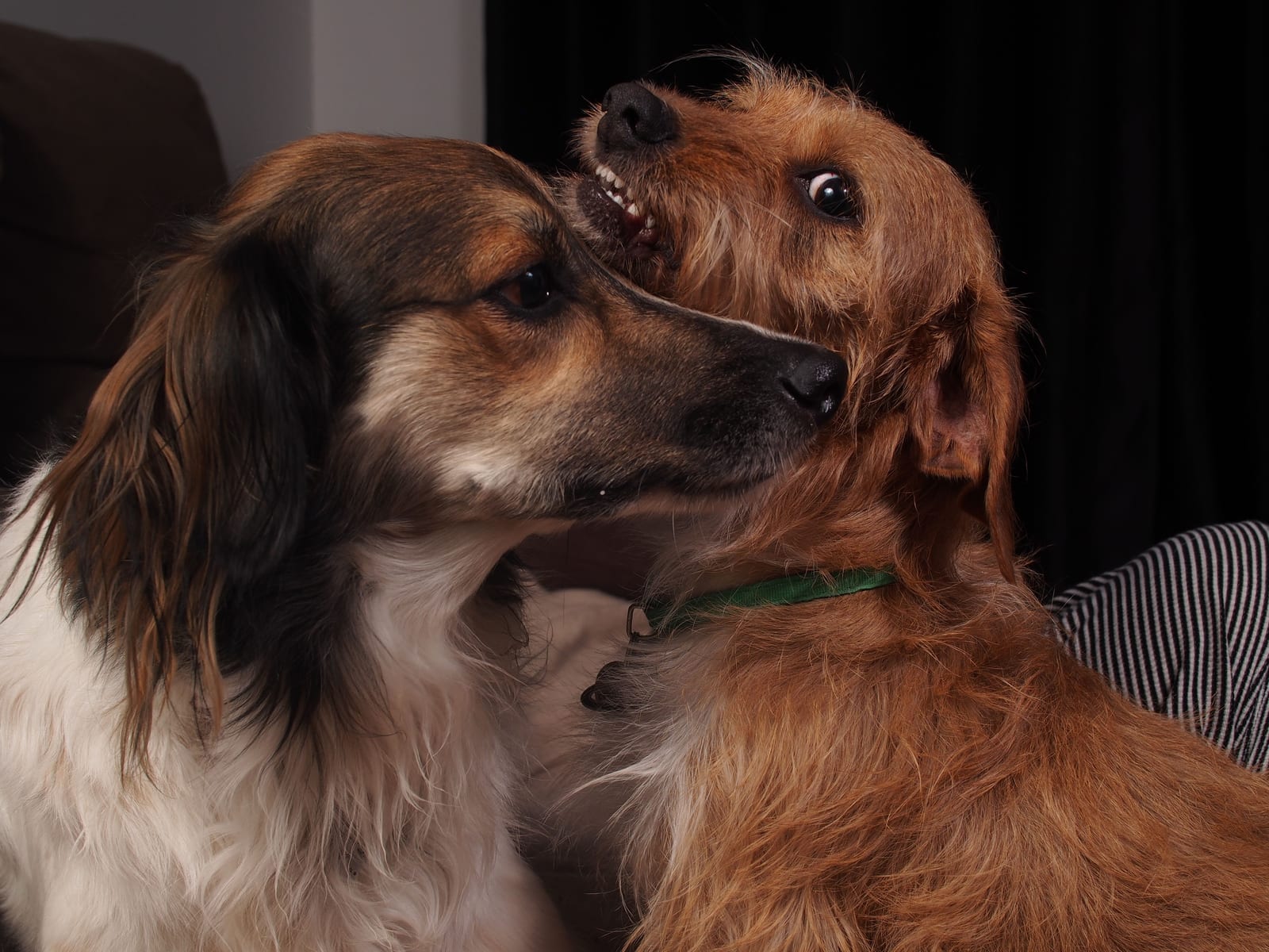 Can Dogs Eat Carrots? Yes — A Near-Perfect Treat
