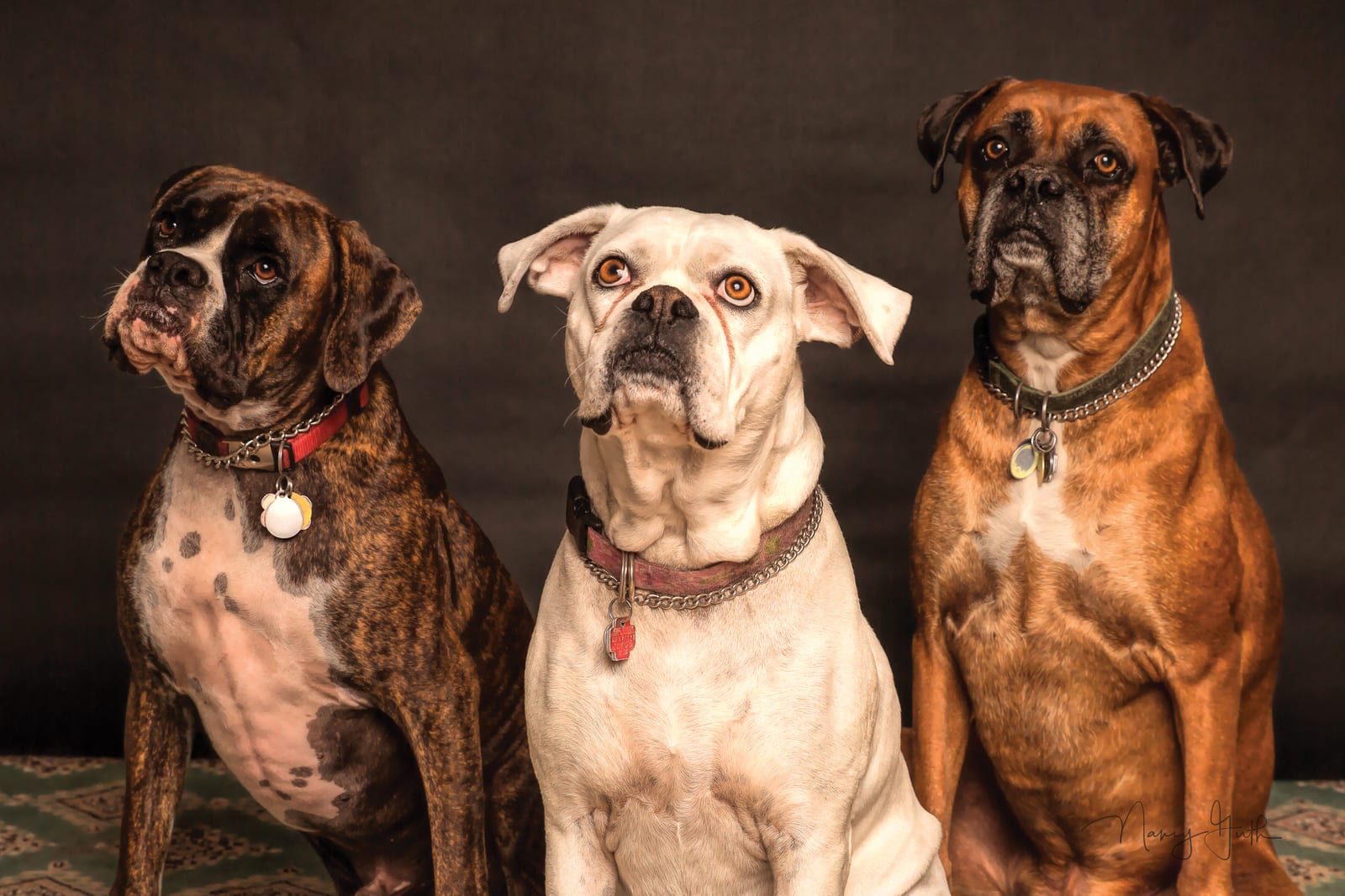 Can Dogs Eat Eggs? Cooked, Plain, and Moderate