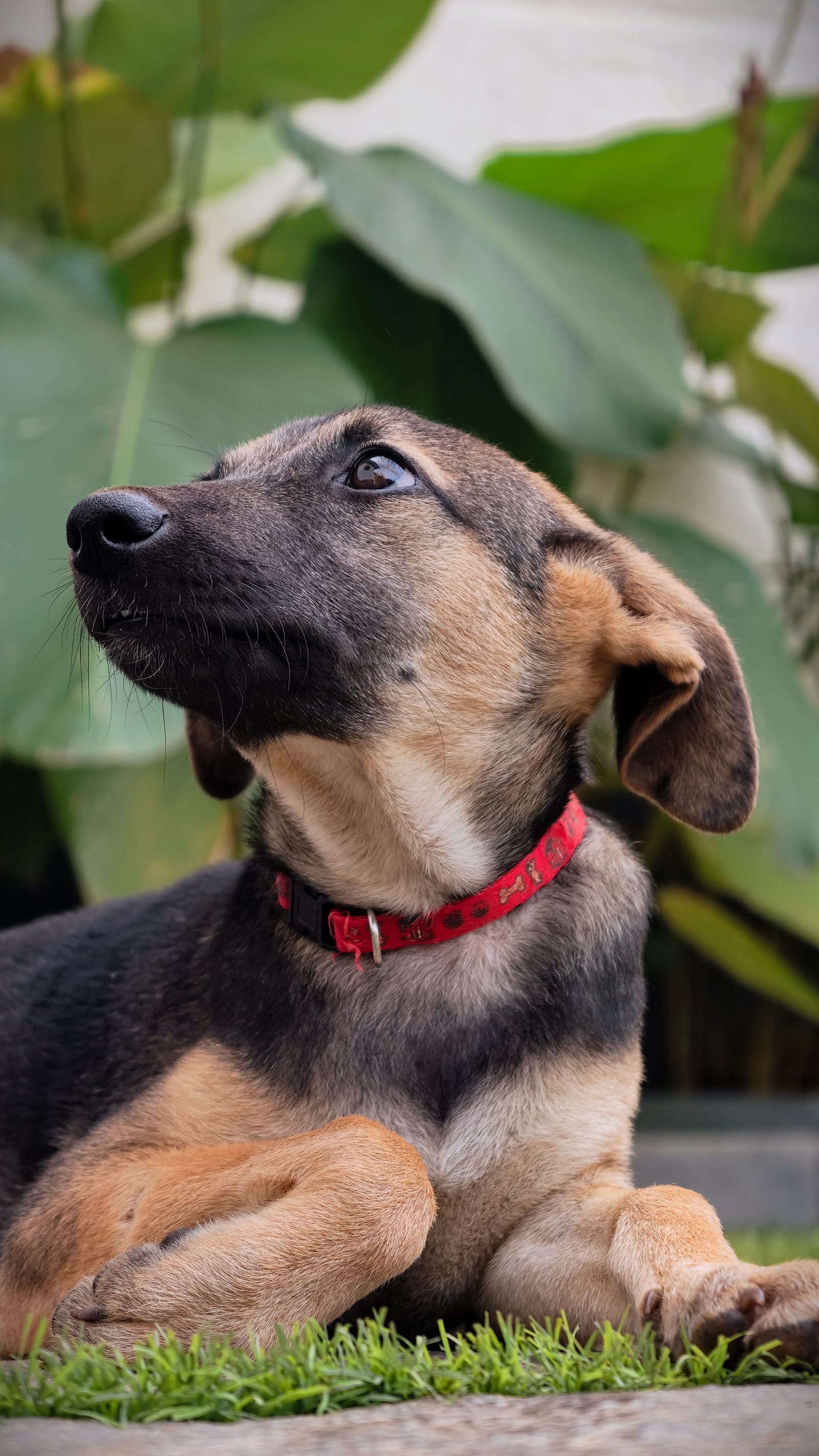 Can Dogs Drink Milk? Usually Not Worth It