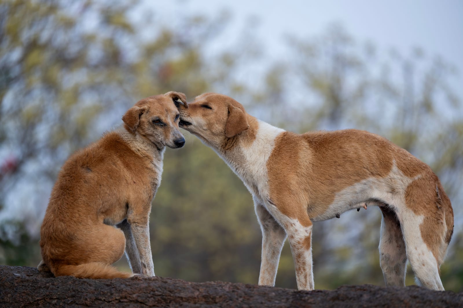 Can Dogs Eat Peanut Butter? Yes — Read the Label First