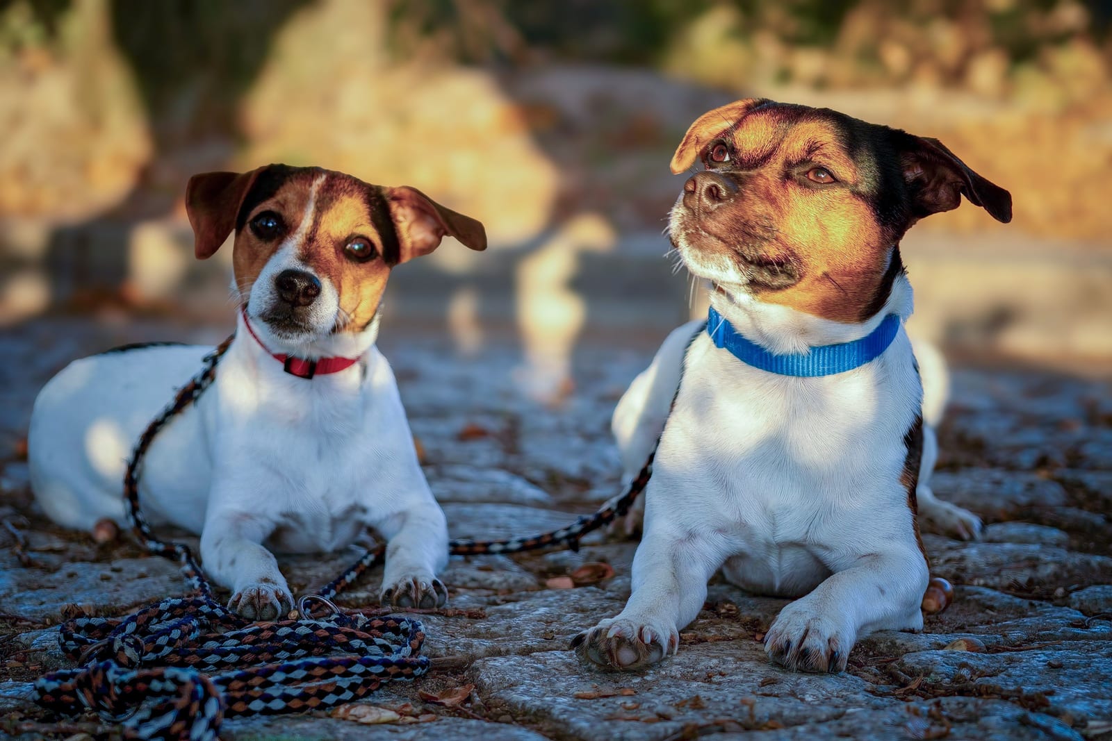 Can Dogs Eat Strawberries? Yes — Wash and Limit