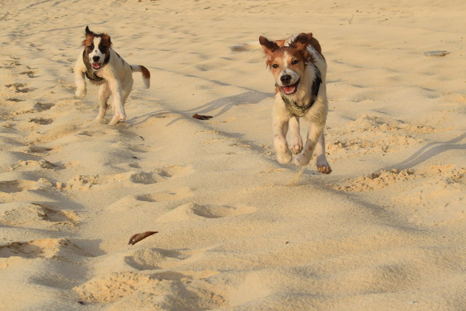 Can Dogs Eat Watermelon? Yes — Rind and Seeds Off