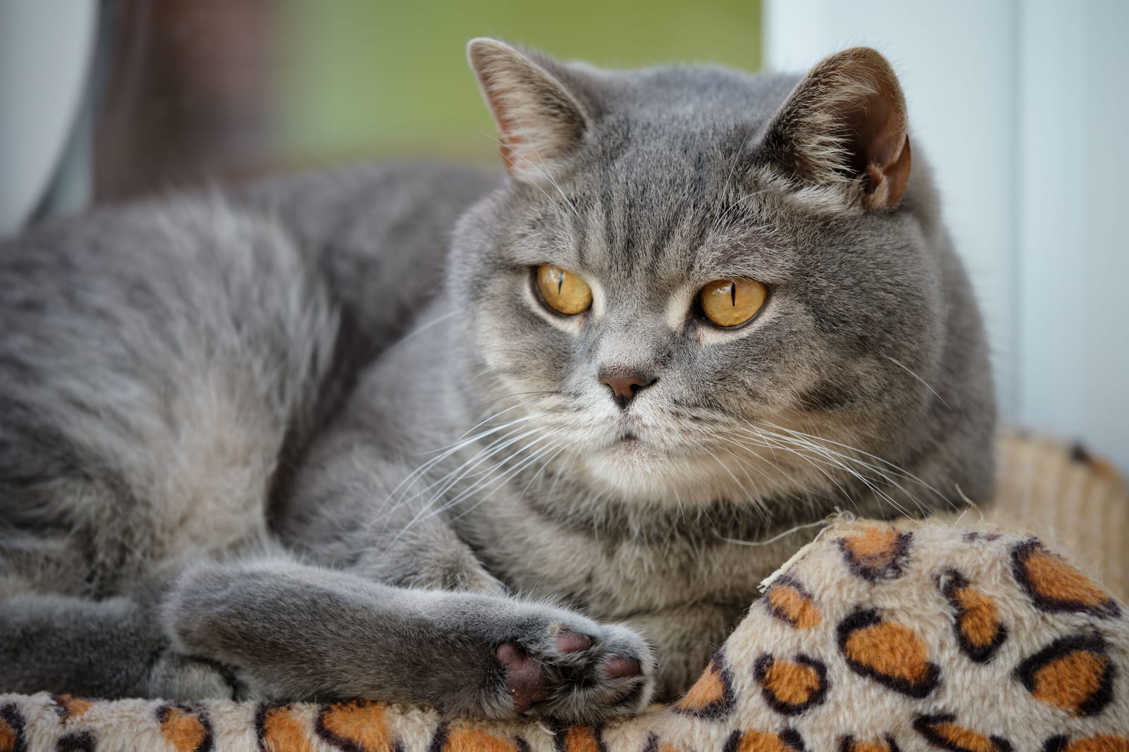Cat Litter Training — Faster Than You Think