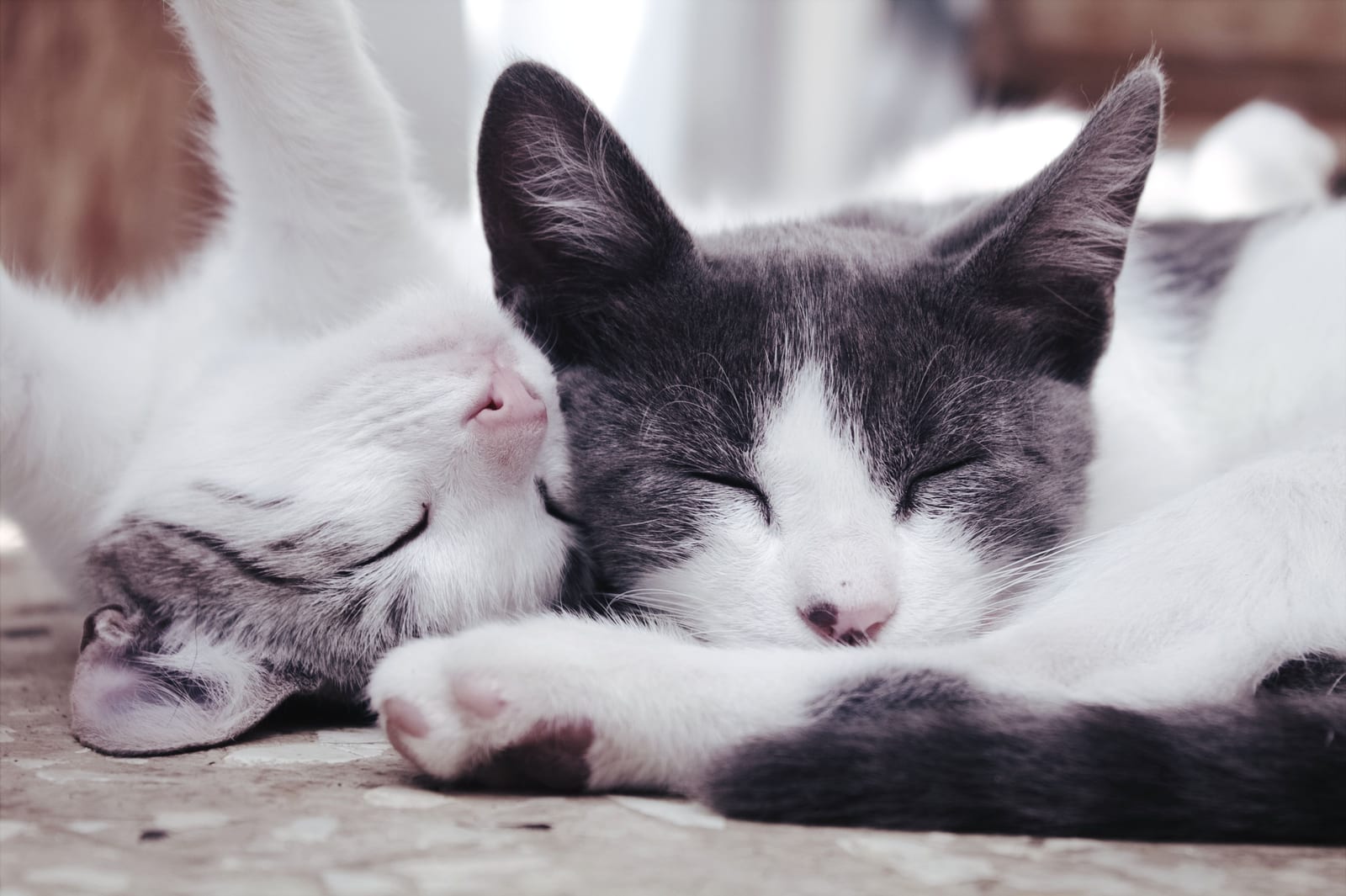 How to Stop a Cat Spraying Indoors