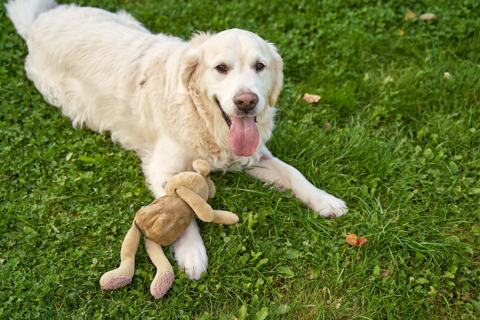 Dog Not Eating but Drinking Water — Should You Worry?