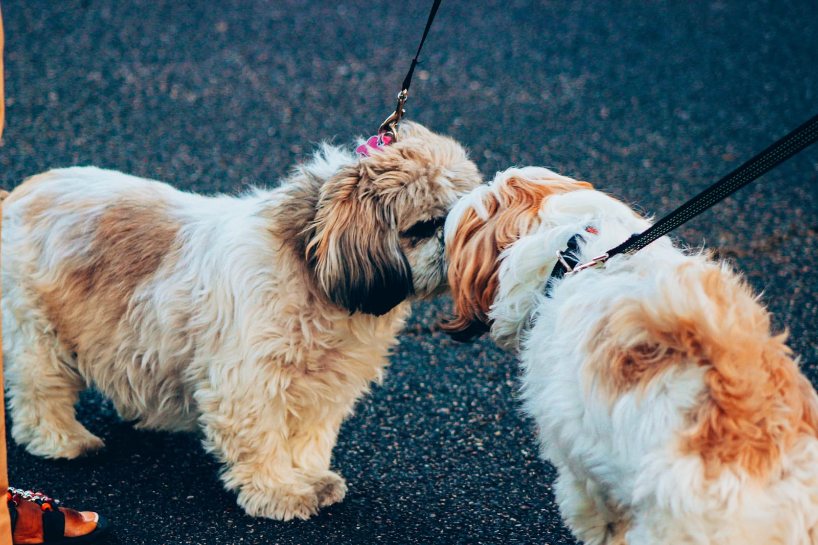 Dog Training Guides — Calm, Positive Methods