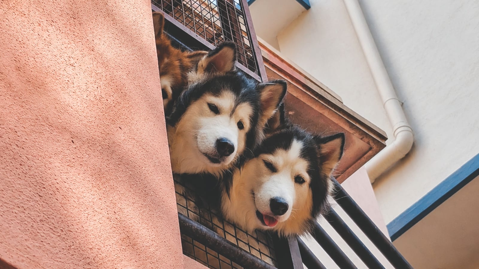 Foods Toxic to Dogs — The List Every Owner Needs