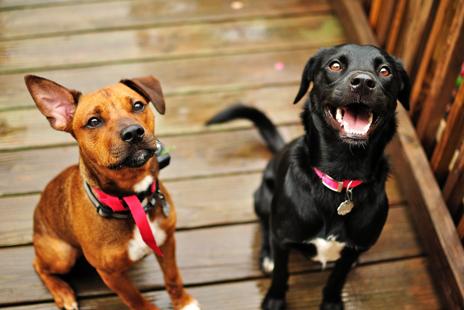 How Much Should I Feed My Dog? (By Weight and Age)