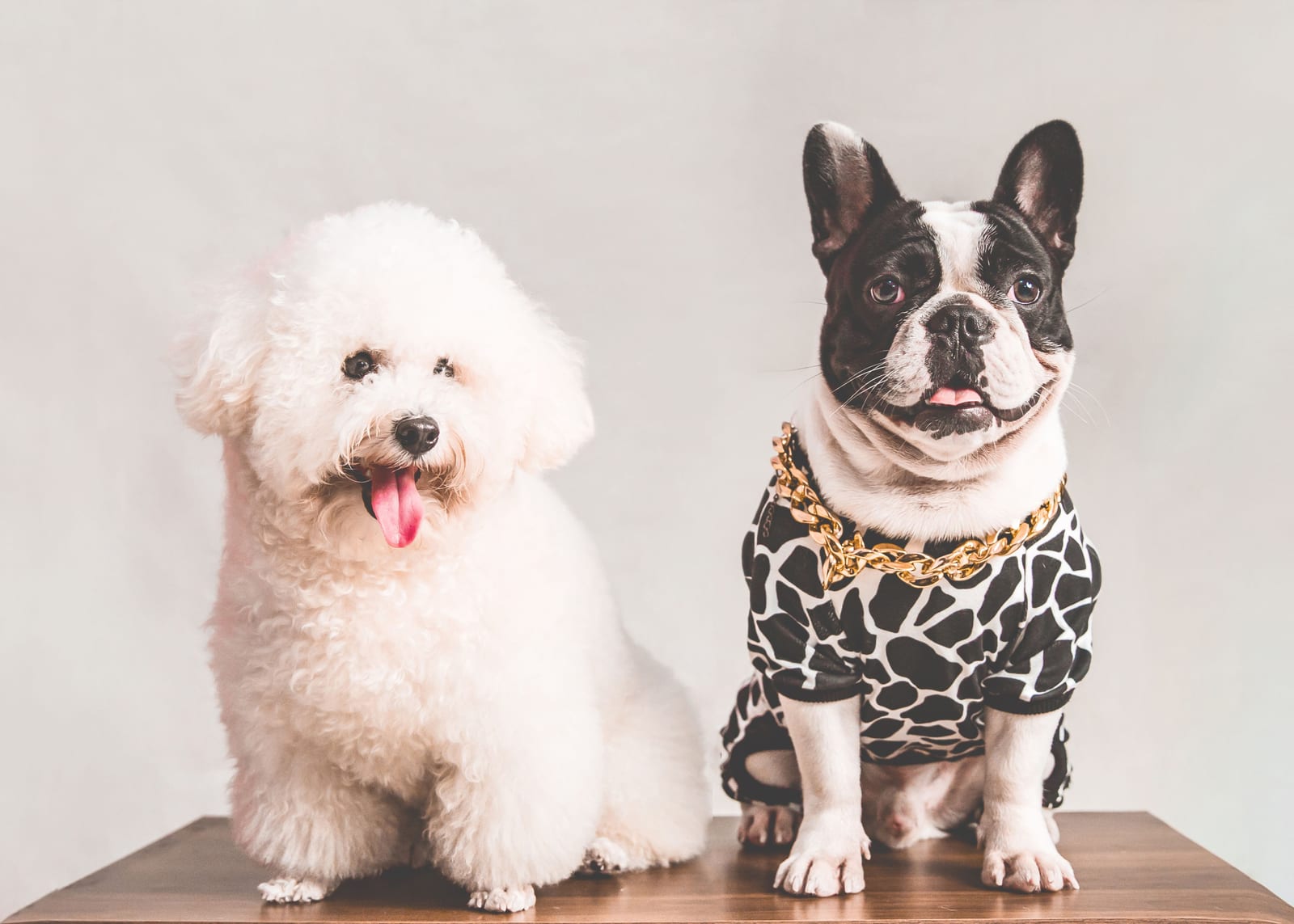 How to Brush Your Dog's Teeth (And Why It Matters)