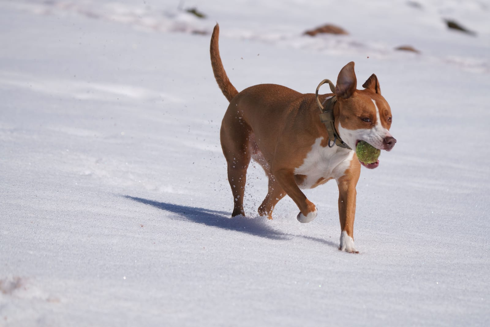 How to Leash Train a Dog That Pulls
