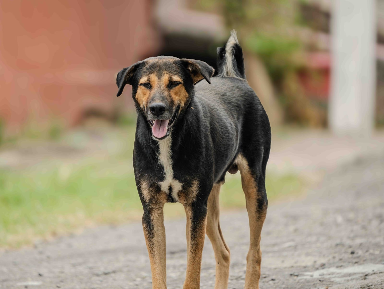 How to Trim Dog Nails Without the Struggle