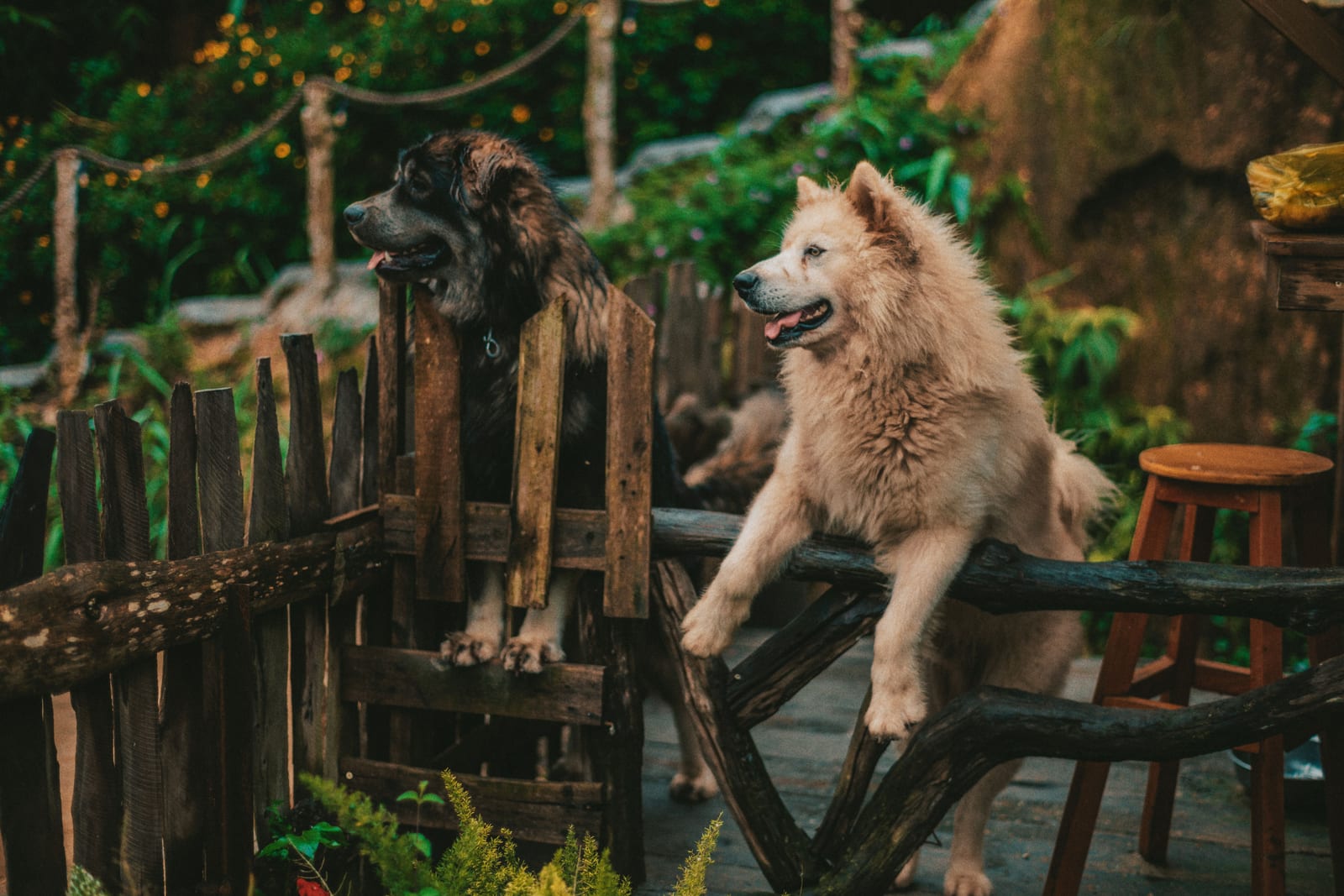 Why Do Dogs Eat Grass? (And When to Stop Them)