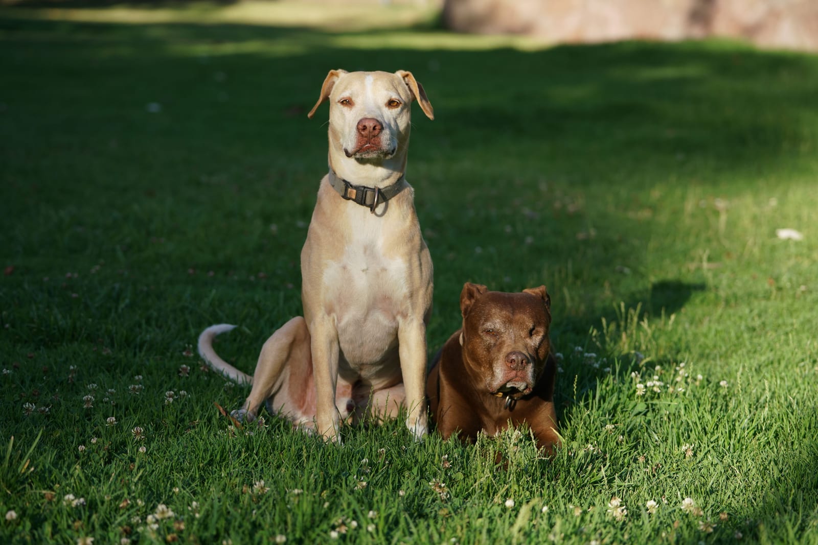Why Is My Dog Shaking? 8 Common Reasons